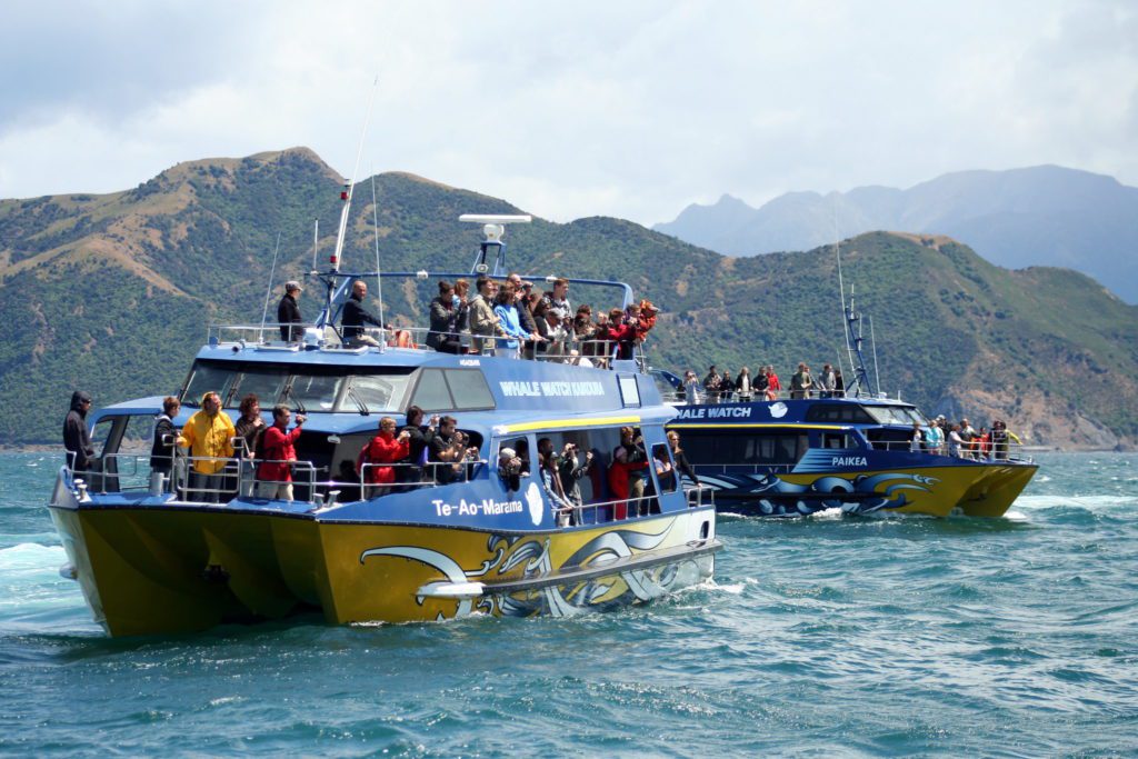 Ich reise, also bin ich?! Warum uns Reisen nicht glücklich machen wird 17 Kaikoura Whale Watching
