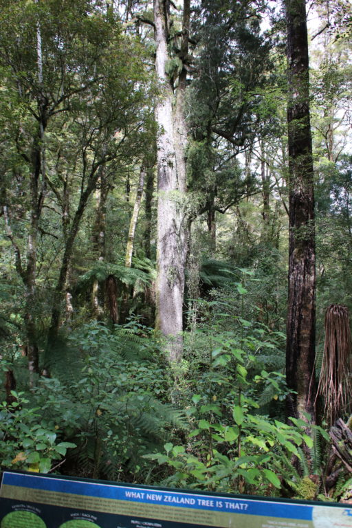 Buller Gorge Adventure Park