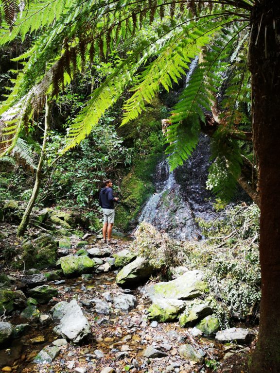 Pelorus Bridge Scenic Reserve