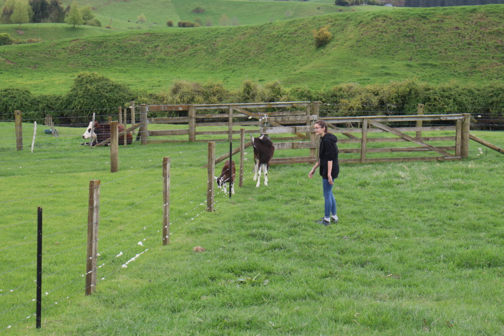 Neuseeland Matamata 