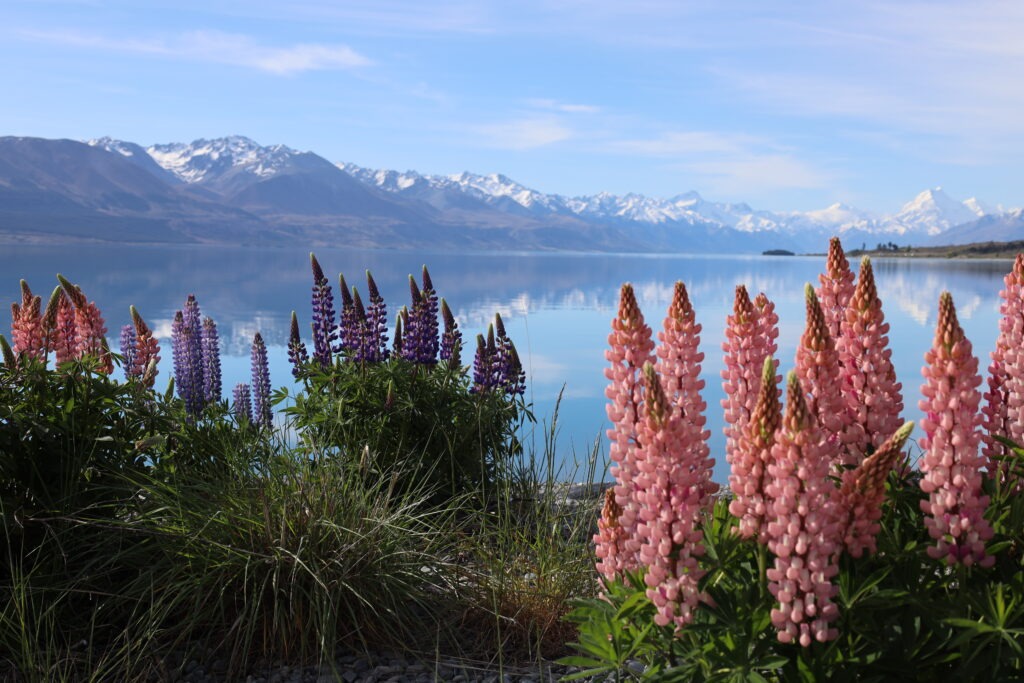 Lake Pukaki Lupinen