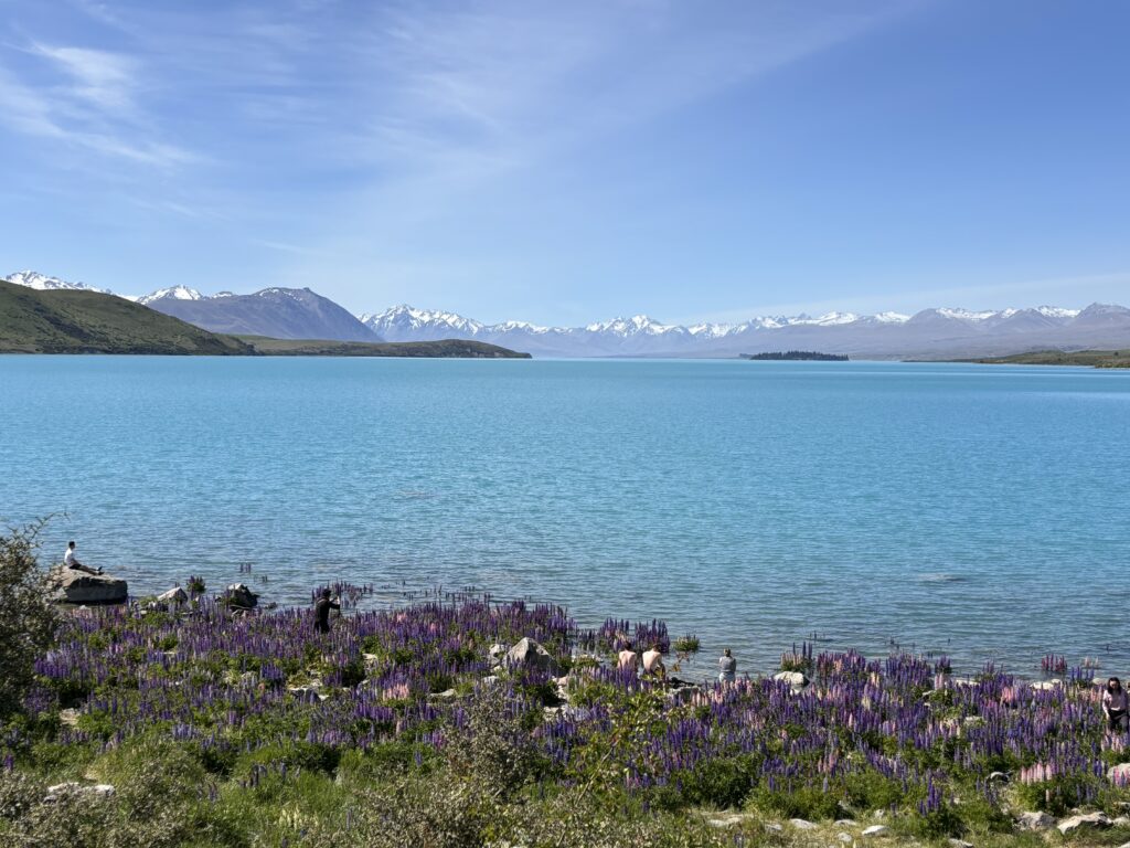 Lake Tekapo Lupinen