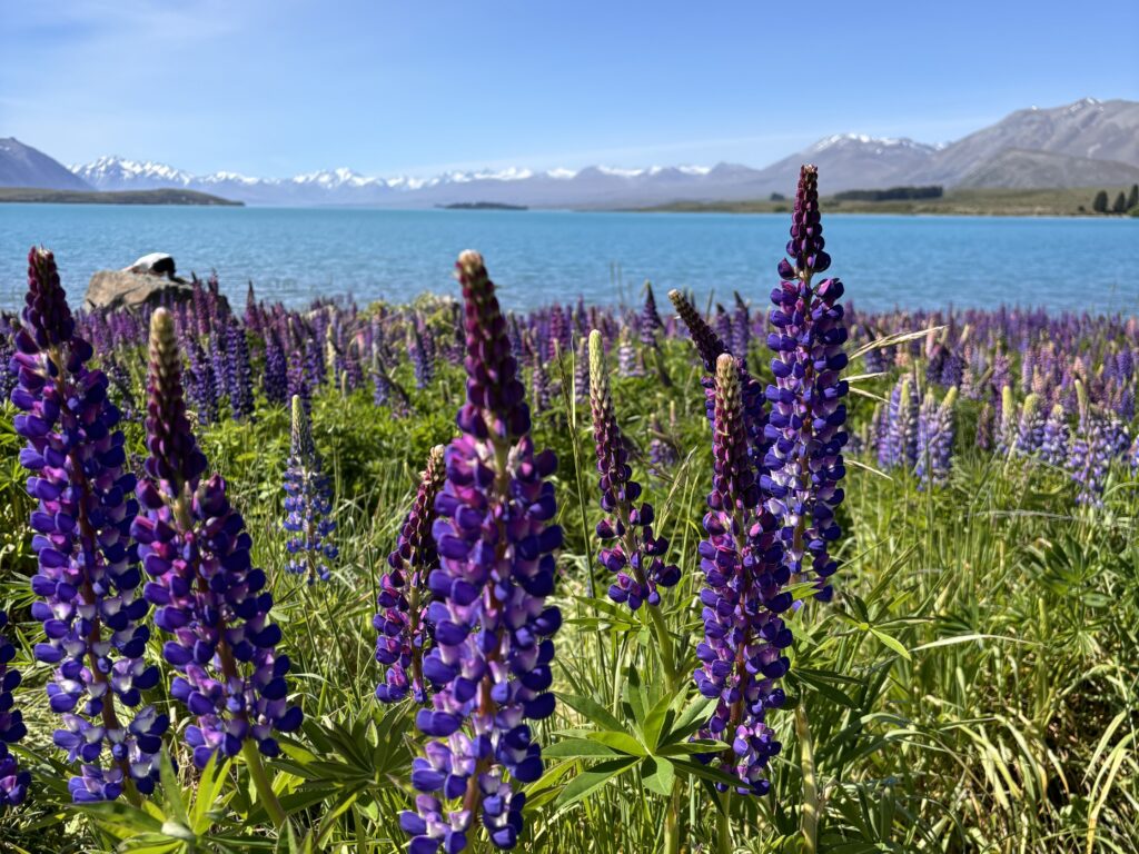 Lake Tekapo Lupinen