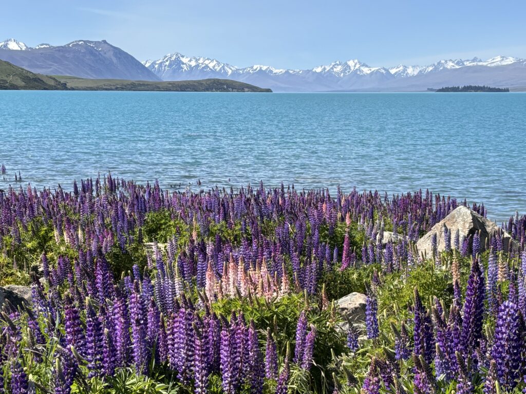 Lake Tekapo Lupinen