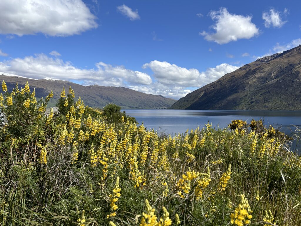 Lake Wakatipu Lupinen