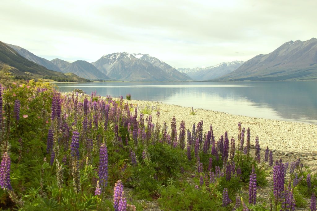 Lupinen in Neuseeland