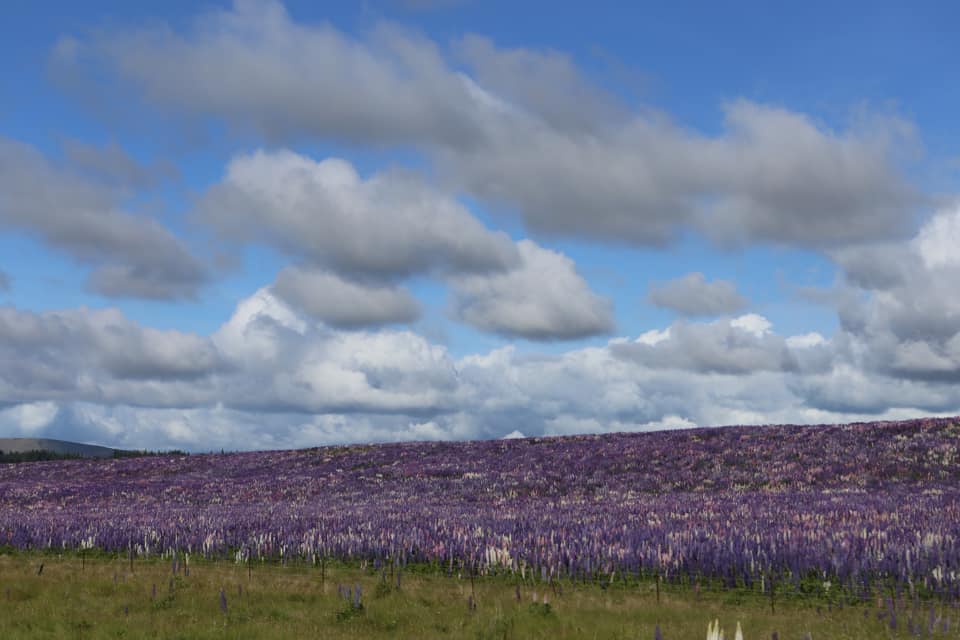 Lupinen in Neuseeland