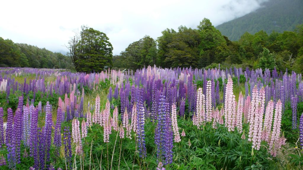 Lupinen in Neuseeland