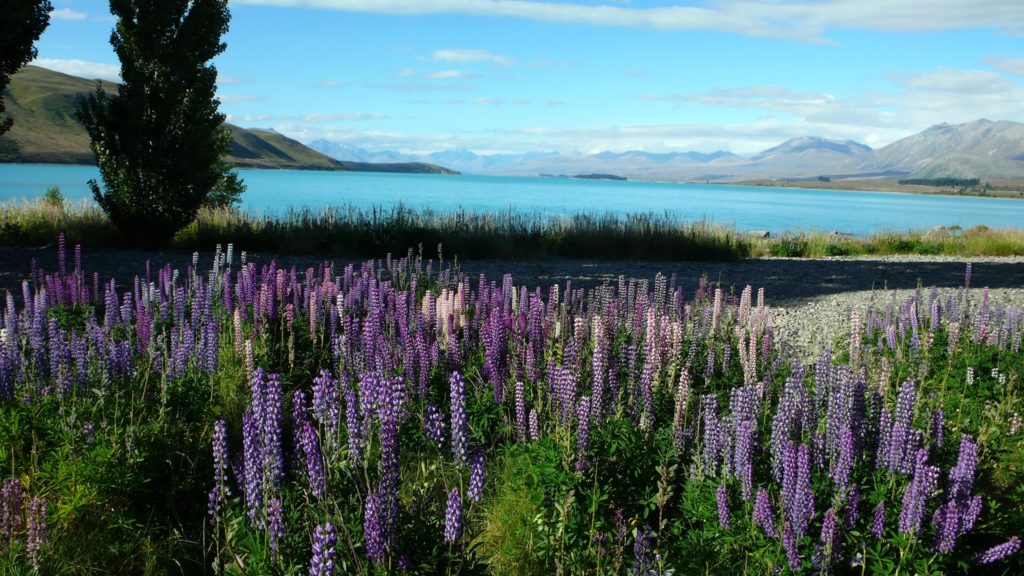 Lupinen in Neuseeland