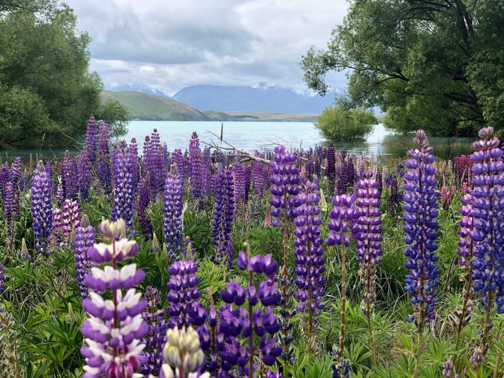 Lupinen in Neuseeland