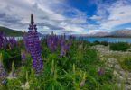 Lupinen in Neuseeland