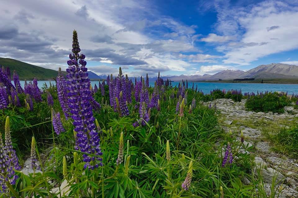 Lupinen in Neuseeland