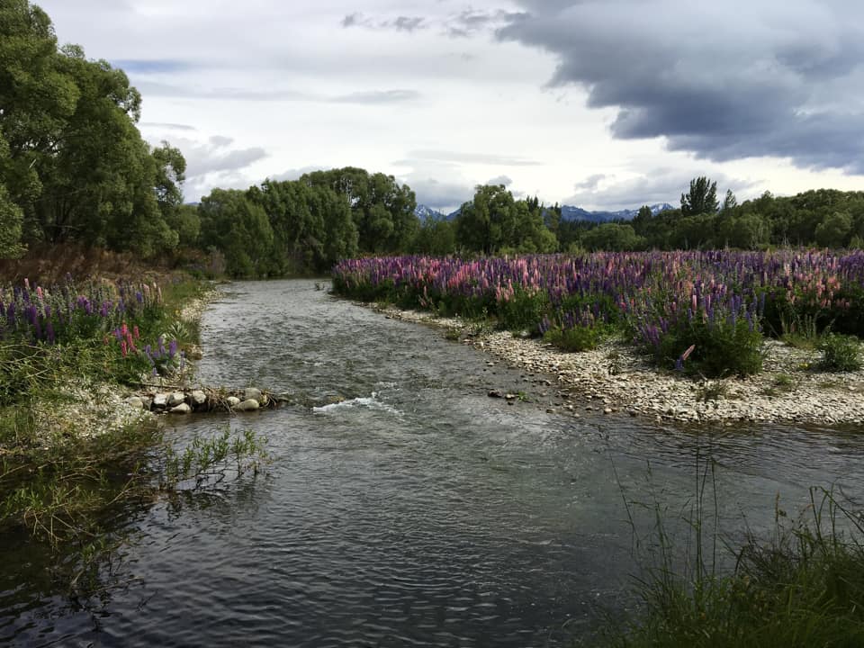 Lupinen in Neuseeland