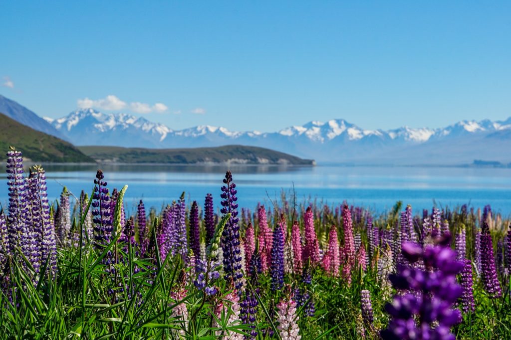 Lupinen in Neuseeland