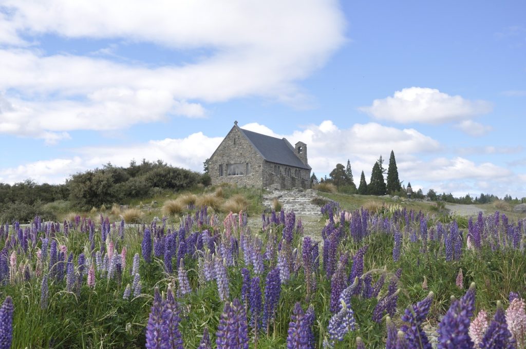 Lupinen in Neuseeland