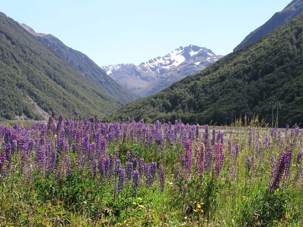 Lupinen in Neuseeland