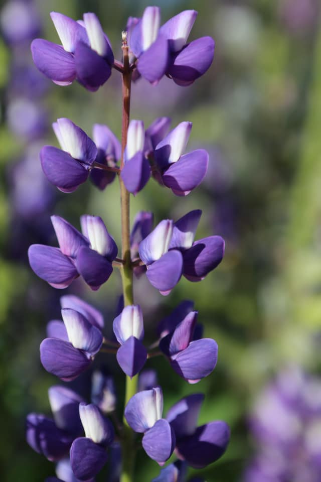 Lupinen in Neuseeland