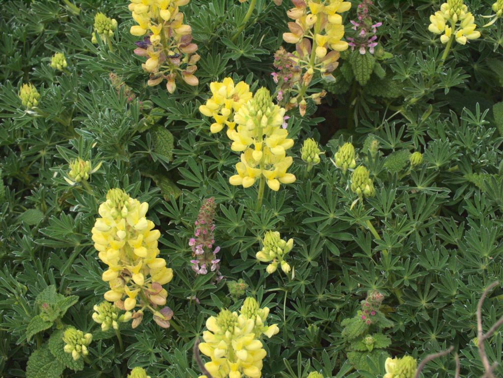 Strauchlupine