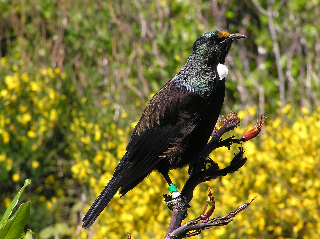 Tui Bird NZ