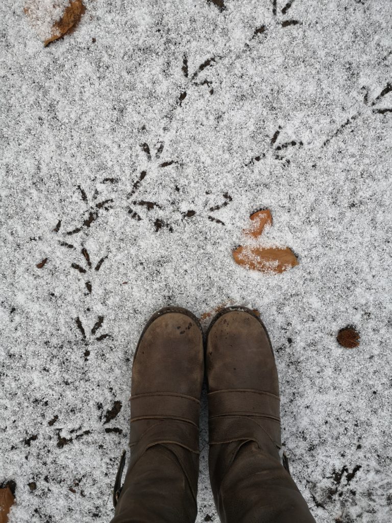 Winterwald Spuren