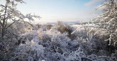 Winterwald