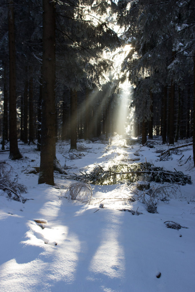 Winterwald