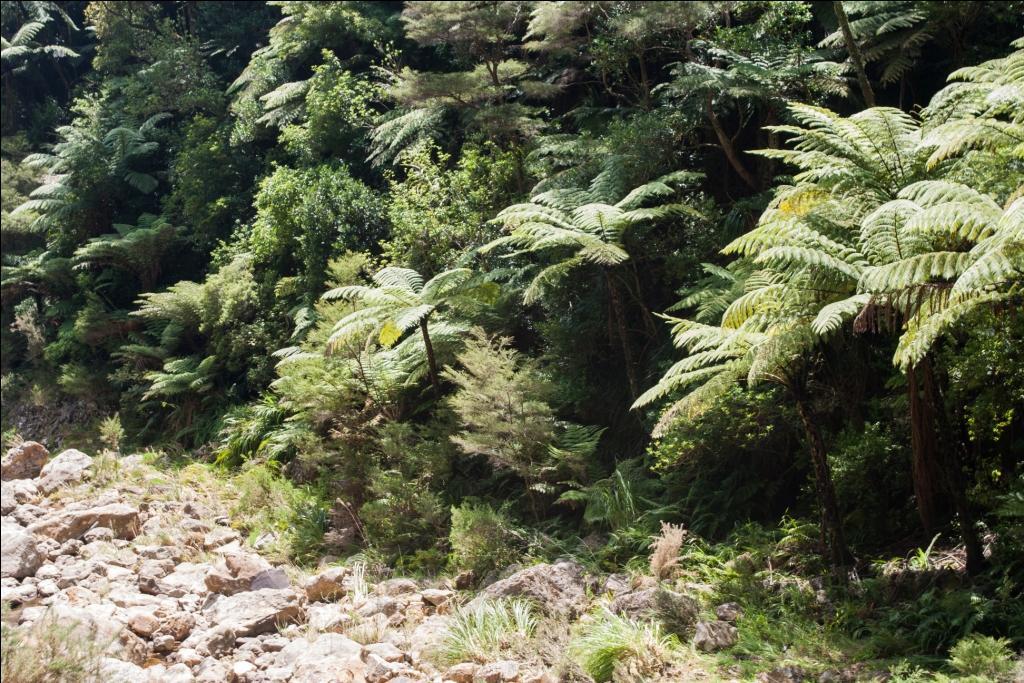 Coromandel Peninsula