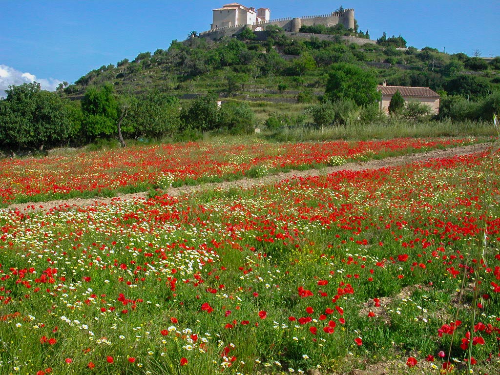 Mallorca im Frühling Artà