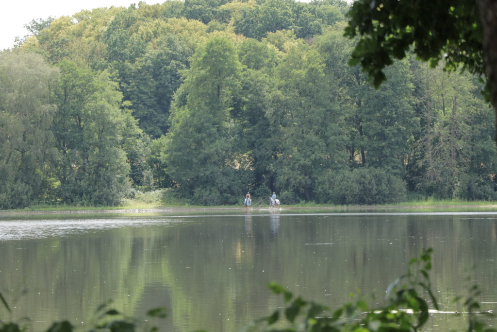 Der 👑 Königsweg in Moritzburg: Wandern zu Aschenbrödel 74 Moritzburg Königsweg