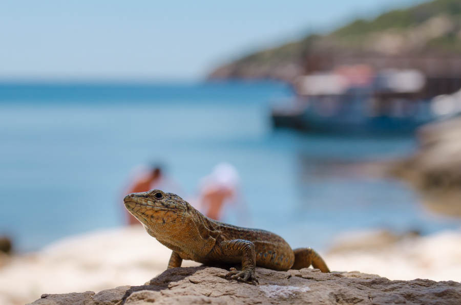 Mallorca für Insider: 45 Wanderungen für Familien 5 Naturzeit mit Kindern Mallorca