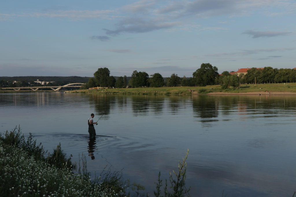 Dresden im Sommer Elbe