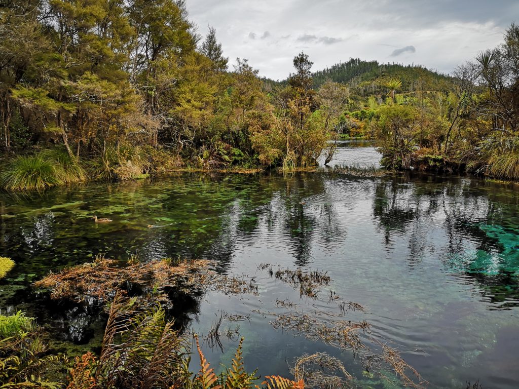 Golden Bay Pupu Springs