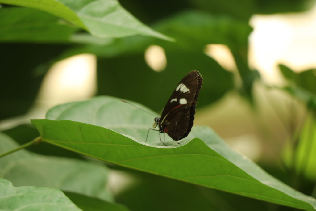 Aarhus Botanischer Garten