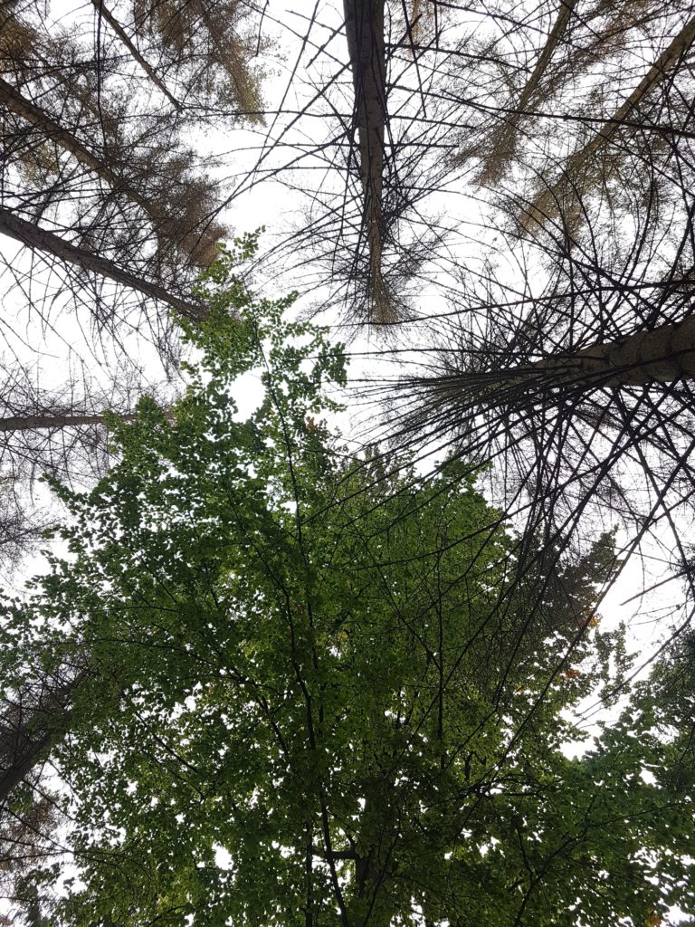 Harz Waldsterben