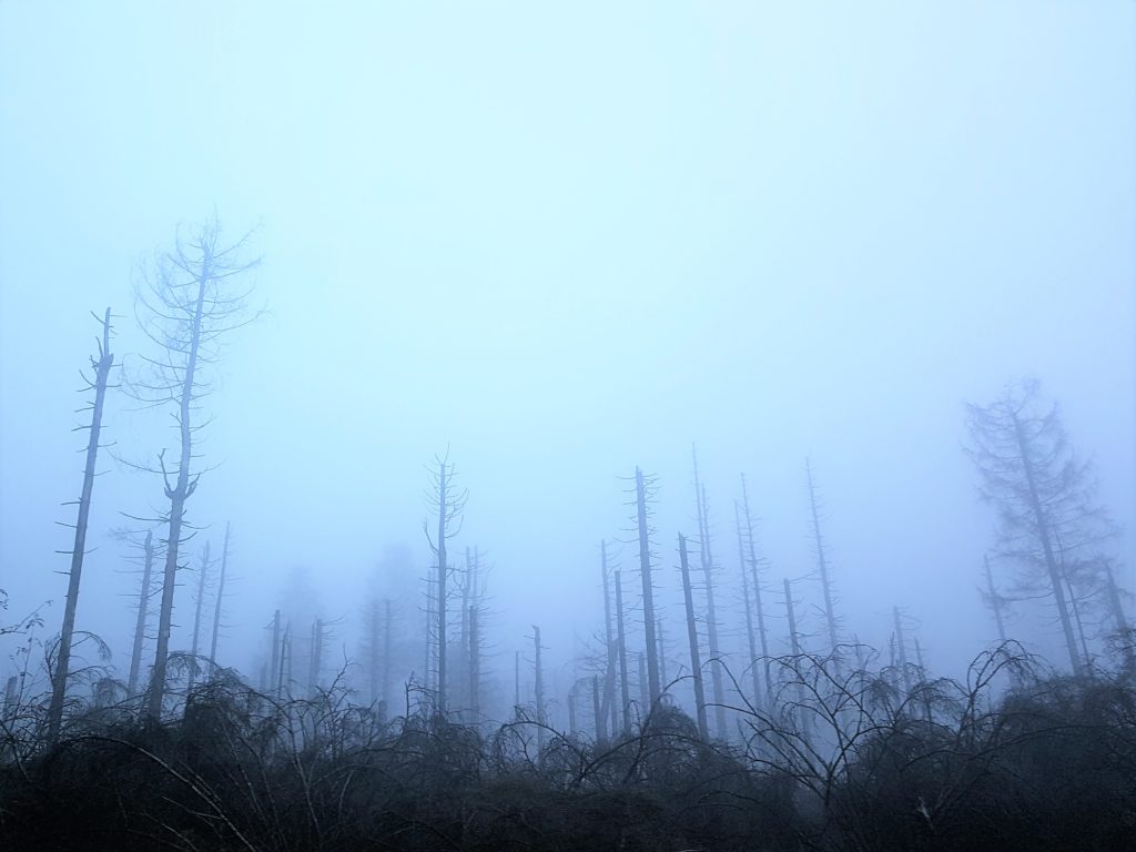 Harz Waldsterben