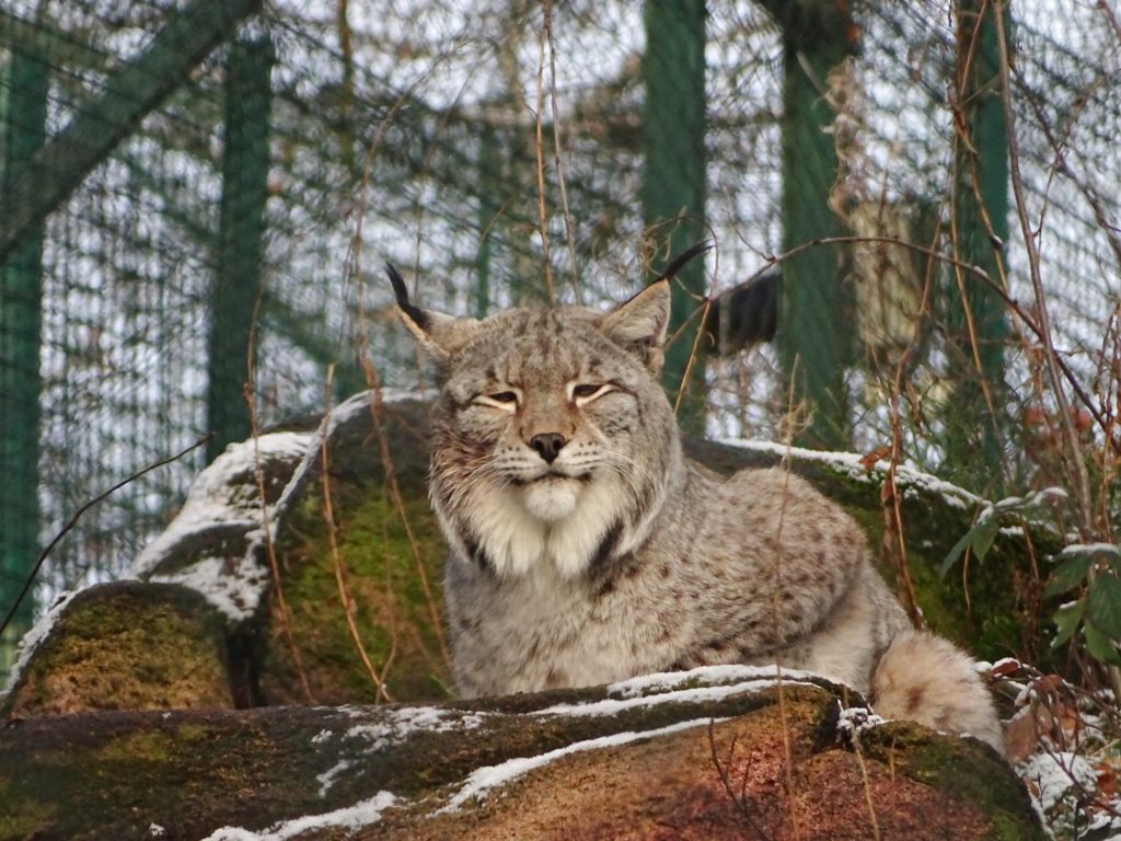 25 Tipps für den Harz mit Kindern: Hexen, Luchse und viel ♥ 61 Harz Luchsgehege