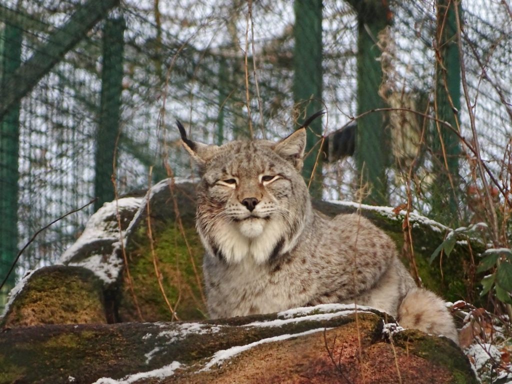 Harz Luchsgehege