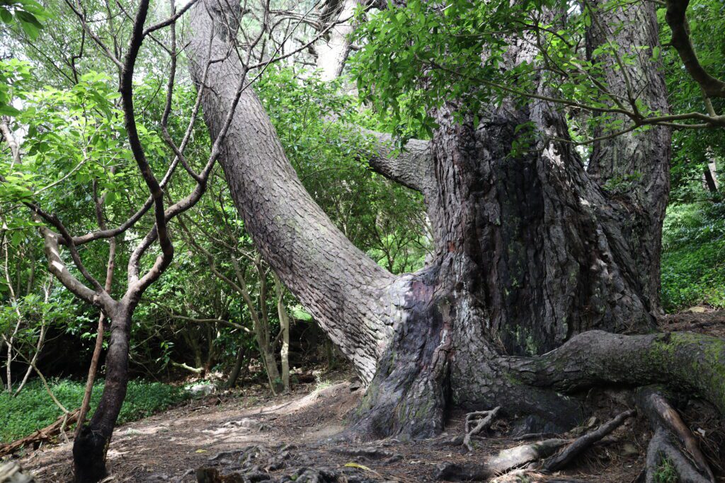 Herr der Ringe Drehorte in Wellington: unsere Location Tour 31 Wellington Herr der Ringe Locations Victoria Park