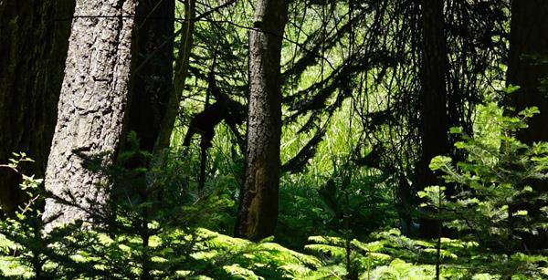 Wer sieht den Bären im Baum?