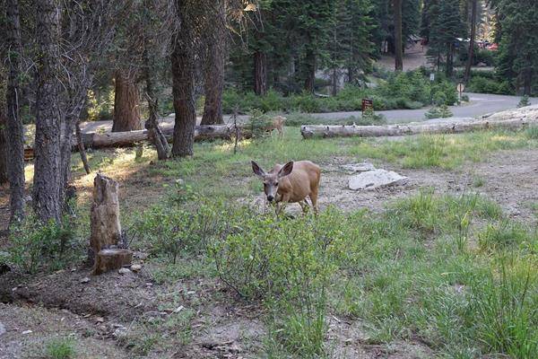 Fast schon zutrauliche Rehe im Sequoia Nationalpark