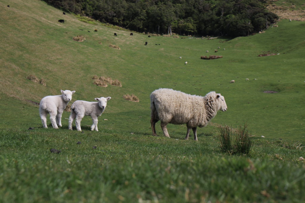 Neuseeland Schafe