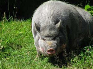 Wanderurlaub mit Kindern am Hochkönig im Salzburger Land (Gastbeitrag) 25 Mühlbach am Hochkönig - leichte Wanderrouten und Ausflugsziele in Salzburg