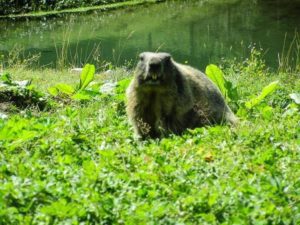 Wanderurlaub mit Kindern am Hochkönig im Salzburger Land (Gastbeitrag) 26 Mühlbach am Hochkönig - leichte Wanderrouten und Ausflugsziele in Salzburg