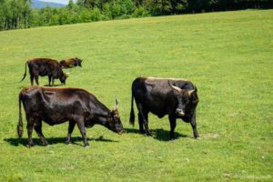 Doppelpack-Erlebnis: Haus zur Wildnis im Nationalpark Bayerischer Wald & "Drumherum" in Regen 35 Auerochsen im Bayerischen Wald