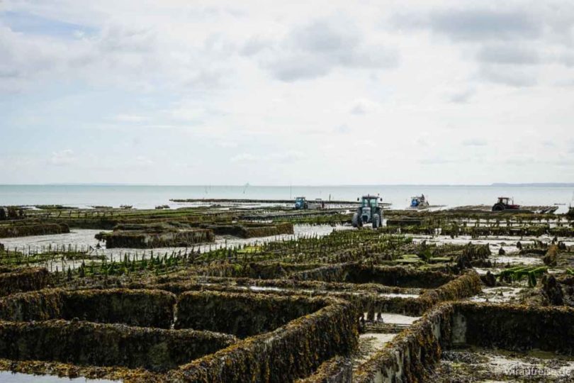 Austernernte in Cancale