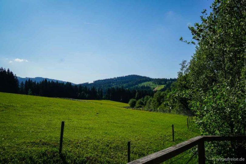 Freifläche der Auerochsen und Wildpferde beim Nationalparkzentrum Falkenstein