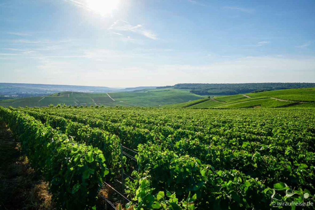 Weinpflanzen, Champagnerhügel, Hautvillers in der Champagne