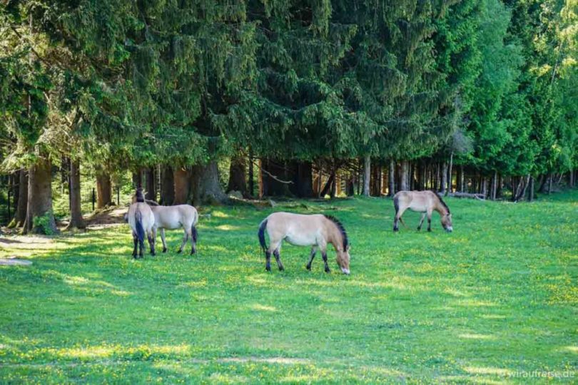 Herde Przewalski-Pferde Nationalpark Bayerischer Wald