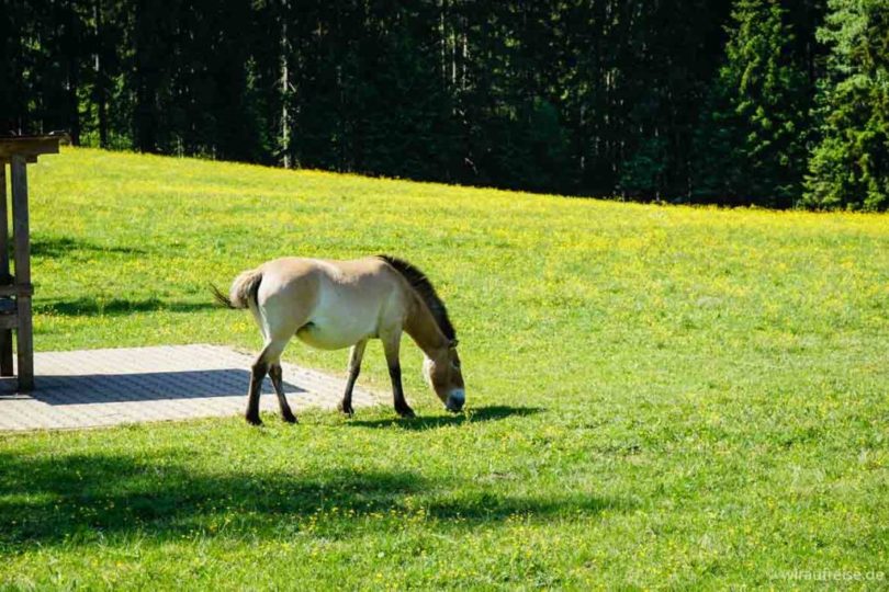 Przewalski-Pferd Nationalpark Bayerischer Wald