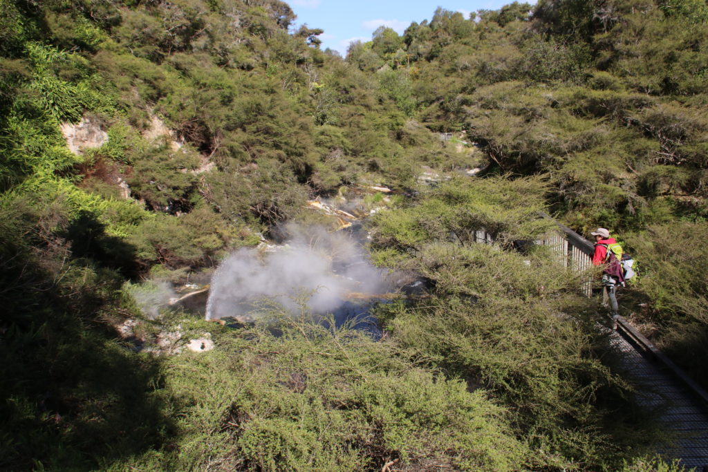 Waimangu Volcanic Valley Geysir